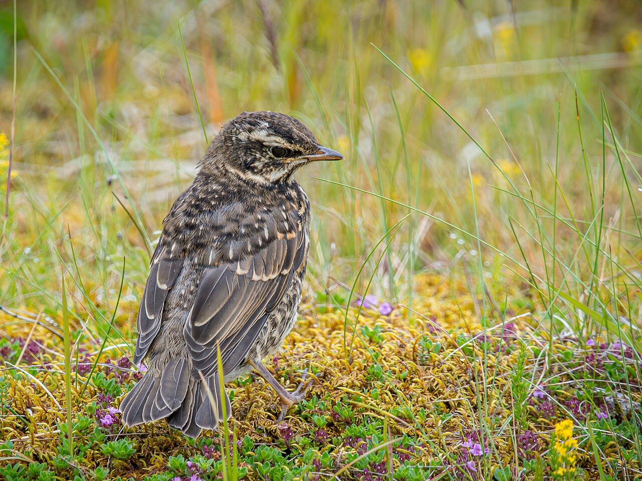 Skógarþröstur: Ungfugl