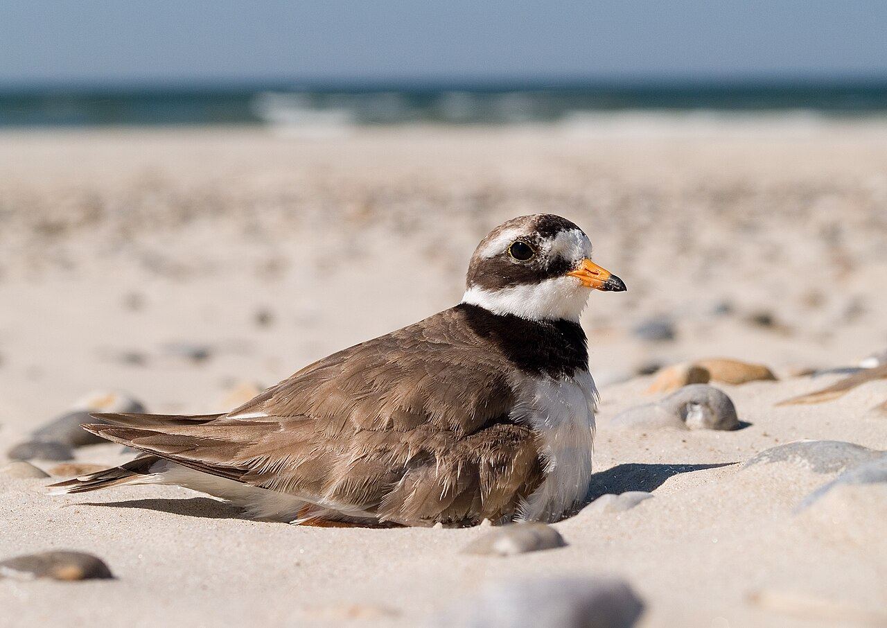 Sandlóa: Á sandi