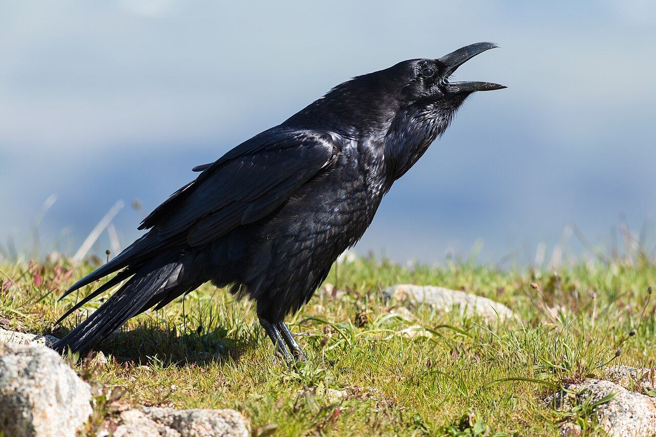 Hrafn: Fullorðinn